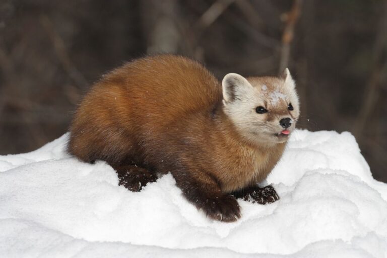 The Road Ahead: A Deep Dive into Marten Transport and the Power of Their Fleet (Marten Trucks)