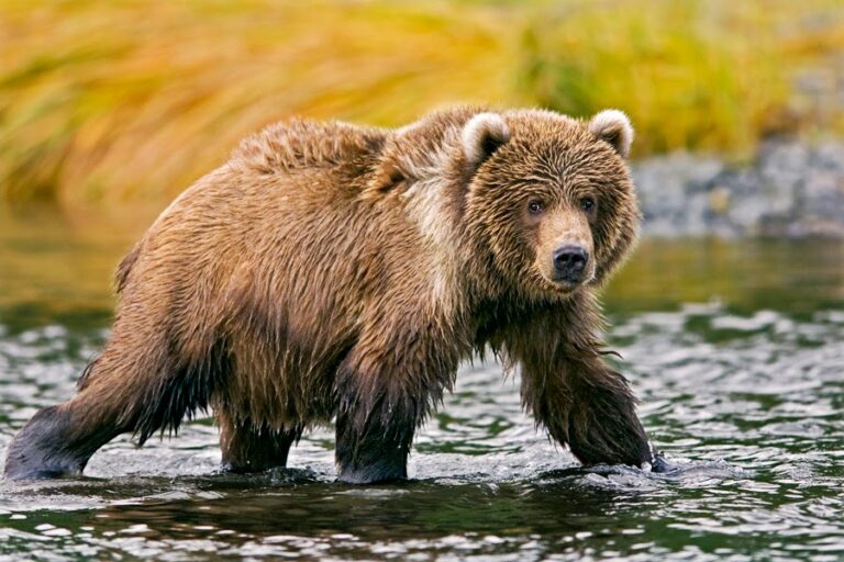 Unearthing Powerhouses: Your Ultimate Guide to Kodiak Trucks For Sale In Texas