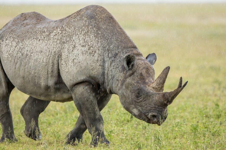 Unleash Ultimate Protection: Your Expert Guide to Rhino Lining Spray Paint for Unmatched Durability