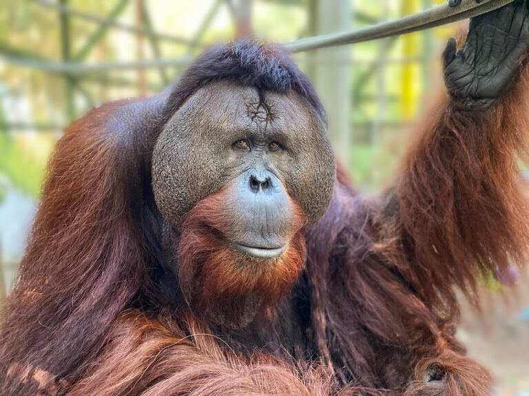 Unlocking Opportunity: Your Definitive Guide to Finding the Perfect Ape Car For Sale