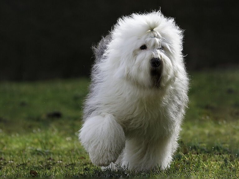 Unlocking the Best Bobtail Trucks For Sale Near Me: Your Ultimate Buyer’s Guide