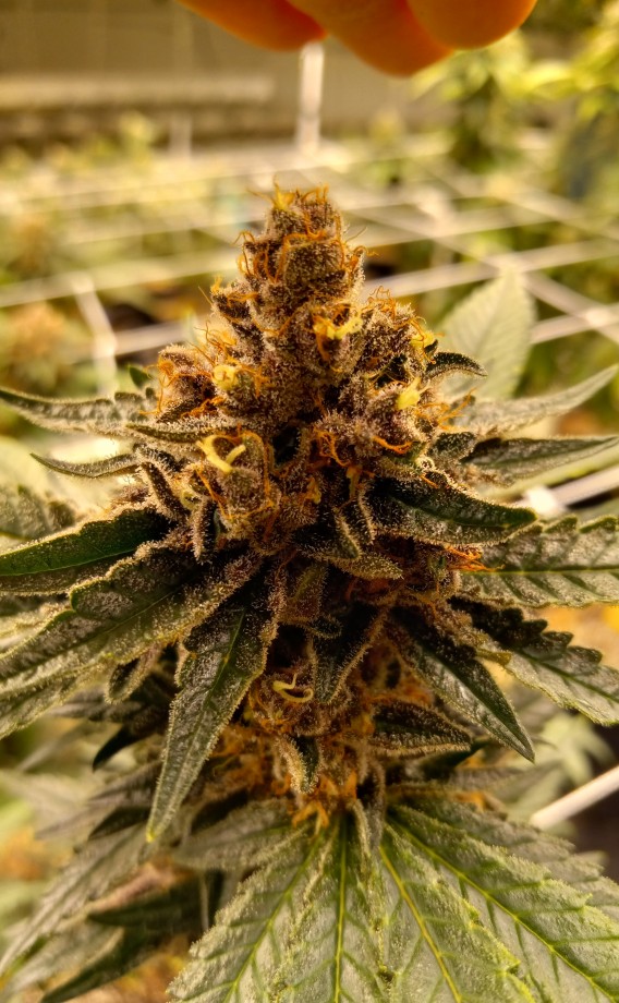 Unlocking the Power of Redheaded Blackbelt Classifieds Blackwater: Your Ultimate Guide to Local Buying, Selling, and Connecting